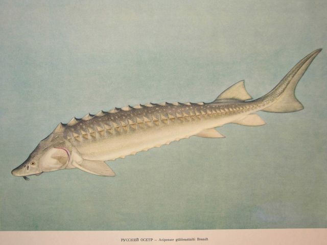 Plate 13 Picture