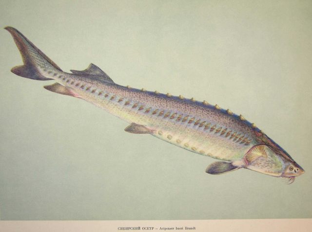 Plate 14 Picture