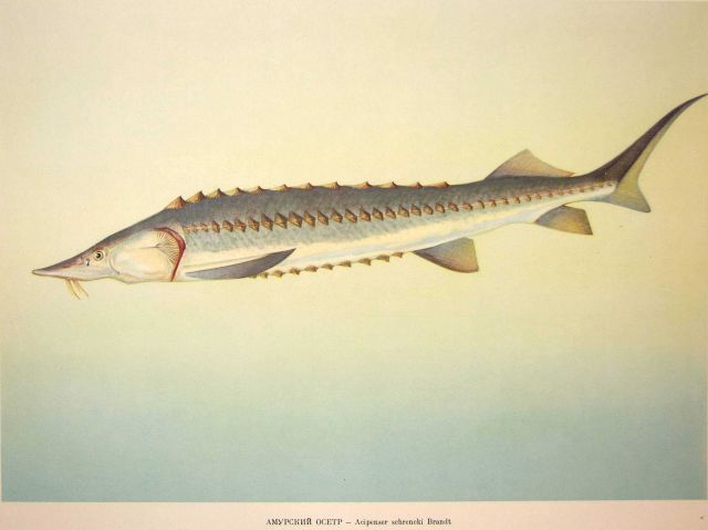 Plate 15 Picture