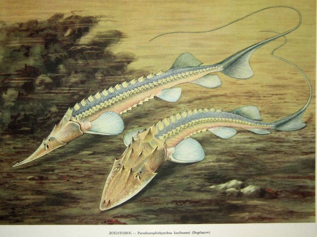 Plate 18 Picture
