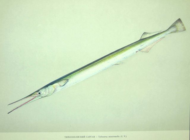 Plate 148 Picture