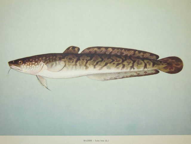 Plate 151 Picture