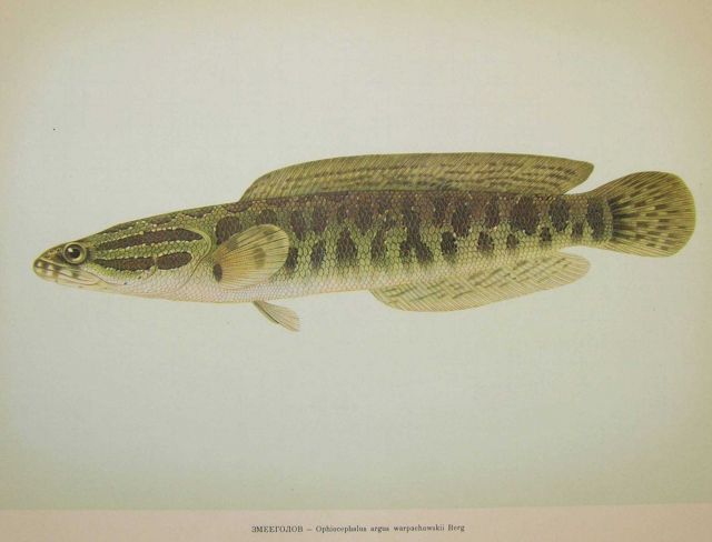 Plate 168 Picture