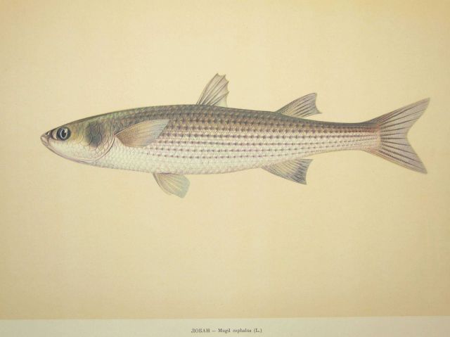 Plate 163 Picture