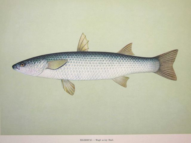 Plate 164 Picture