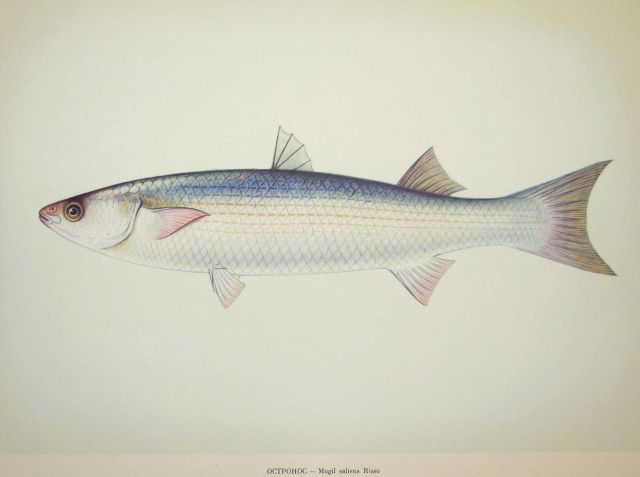 Plate 166 Picture