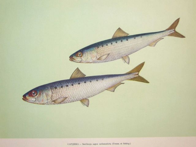 Plate 19 Picture