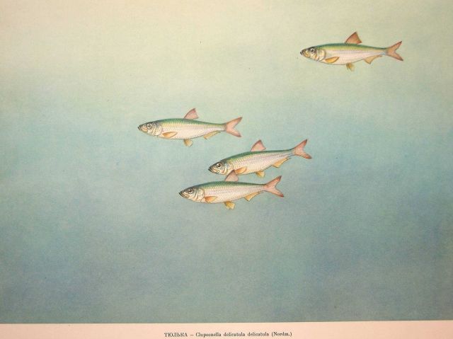 Plate 20 Picture