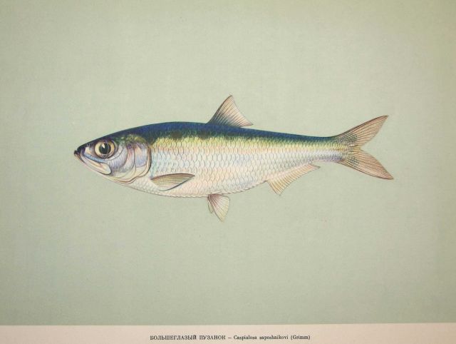 Plate 22 Picture