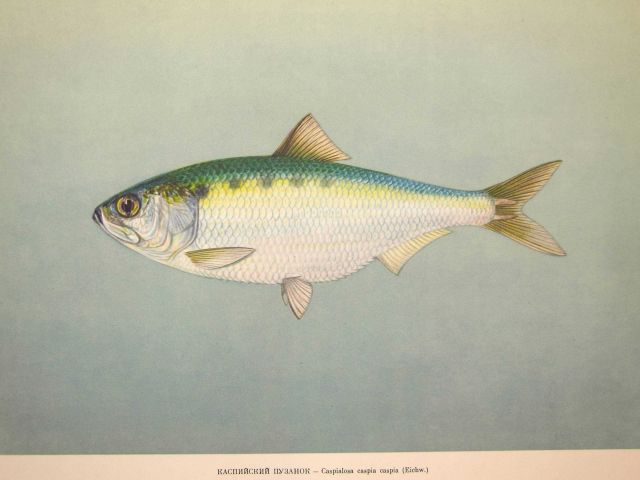 Plate 23 Picture