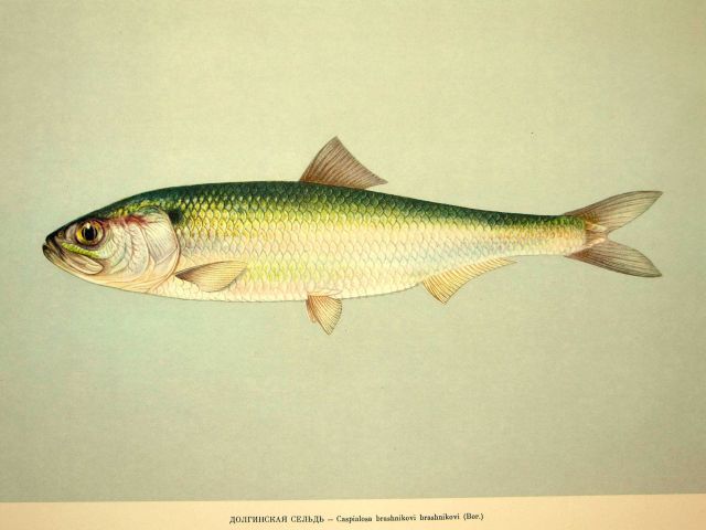 Plate 25 Picture