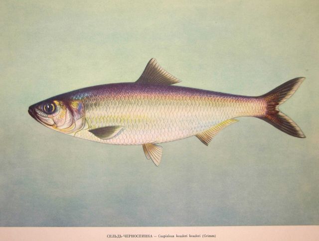 Plate 27 Picture