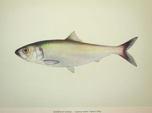Plate 28 Picture