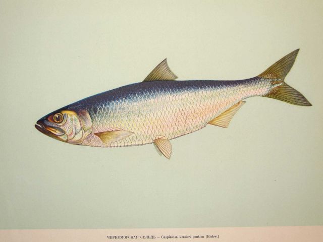 Plate 29 Picture