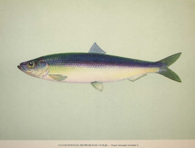 Plate 30 Picture
