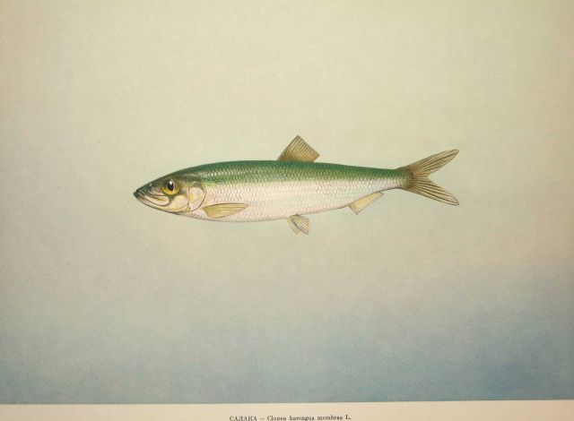 Plate 31 Picture
