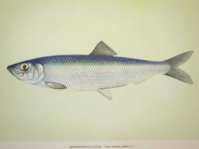 Plate 32 Picture