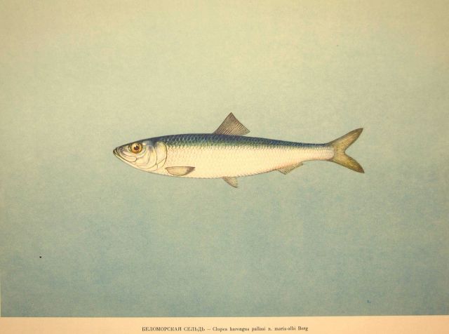Plate 33 Picture