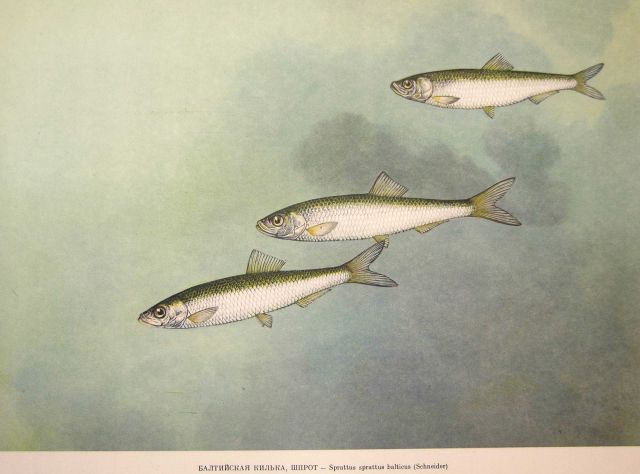 Plate 34 Picture