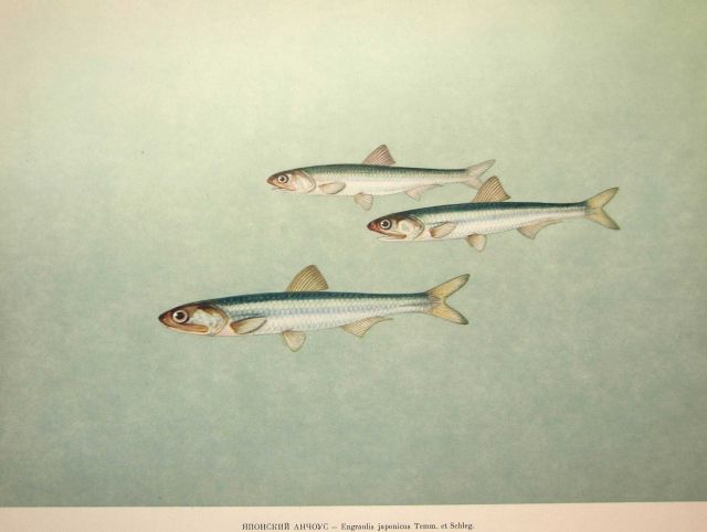Plate 35 Picture