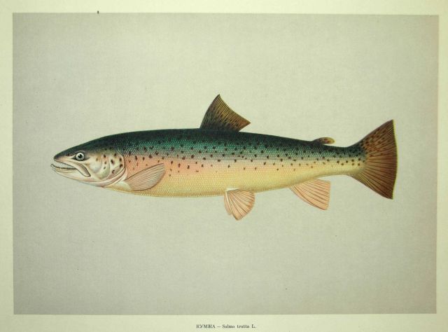 Plate 47 Picture