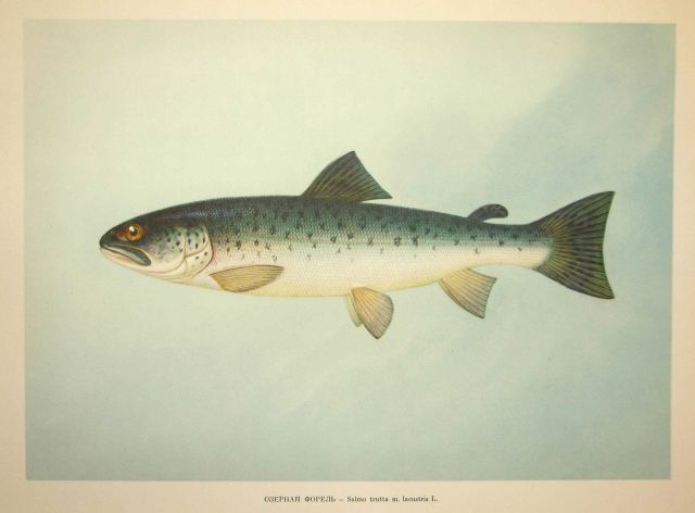 Plate 48 Picture