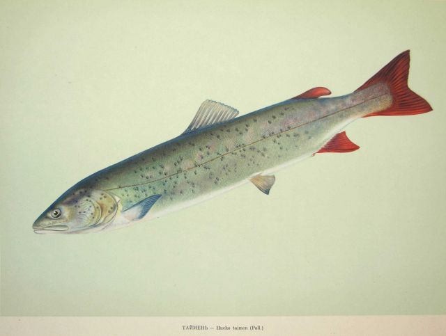 Plate 58 Picture