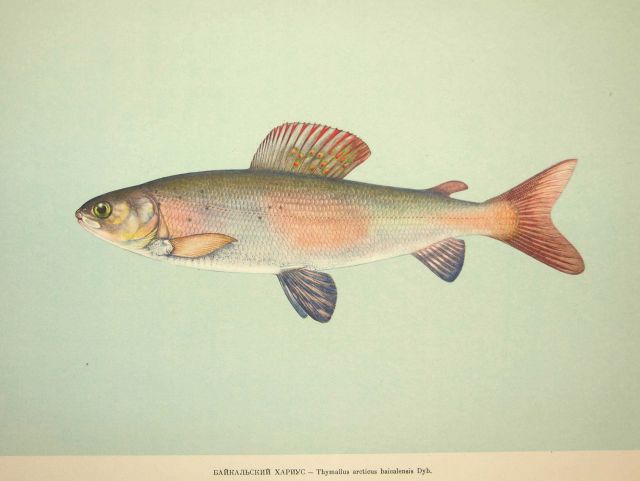 Plate 79 Picture