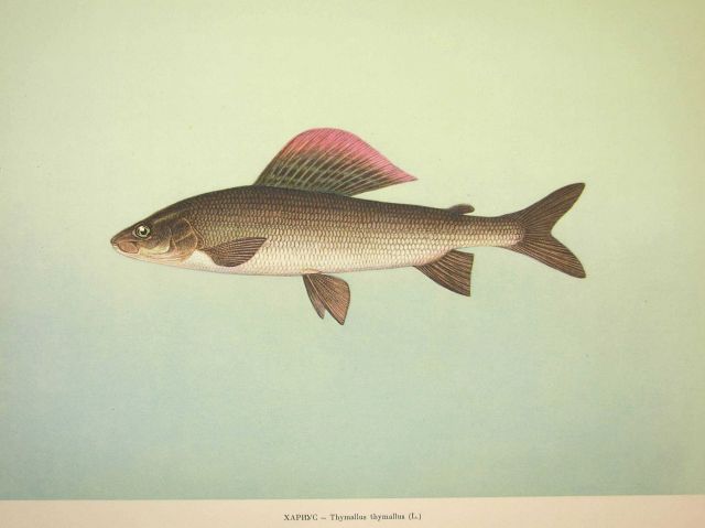 Plate 80 Picture