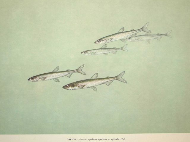 Plate 83 Picture