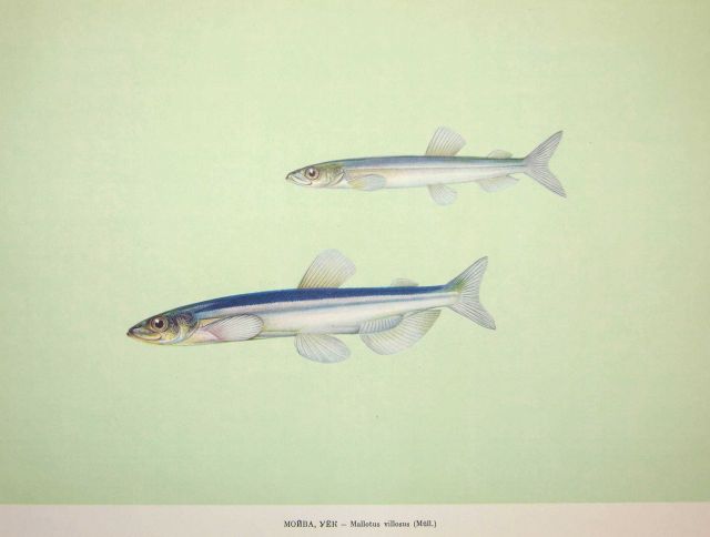 Plate 85 Picture