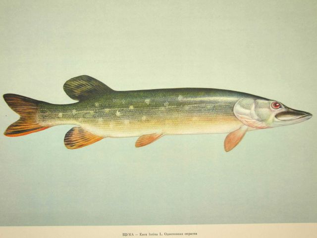 Plate 87 Picture