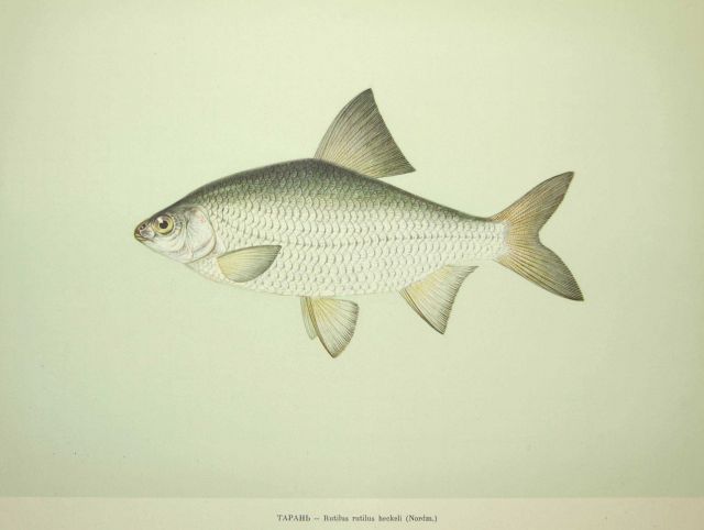 Plate 91 Picture