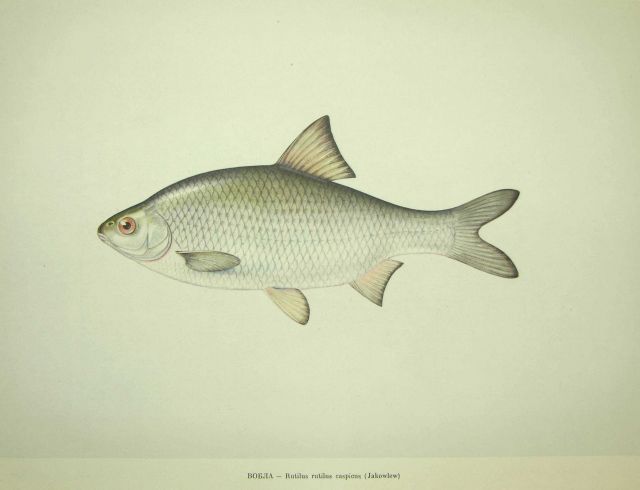 Plate 92 Picture