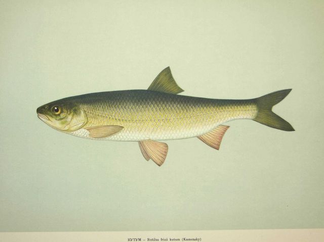 Plate 93 Picture