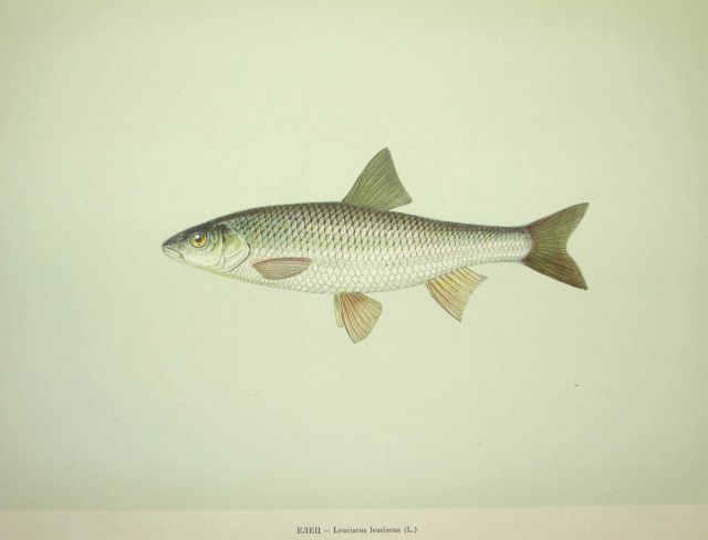Plate 95 Picture
