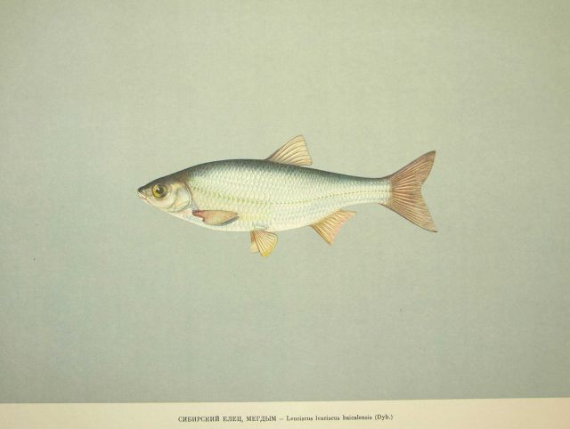 Plate 96 Picture