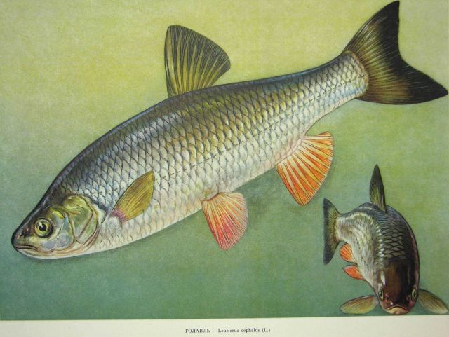 Plate 98 Picture