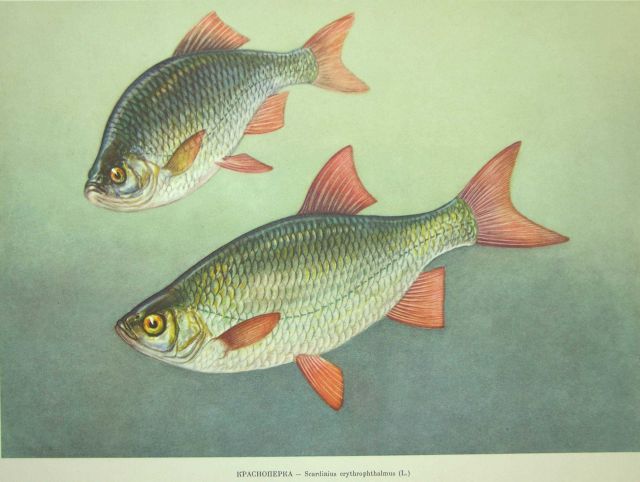 Plate 103 Picture