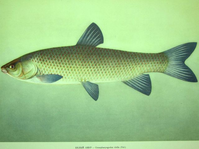 Plate 104 Picture