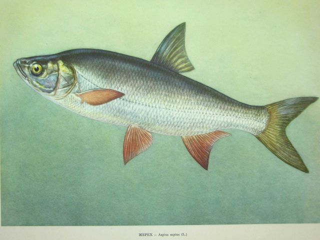 Plate 106 Picture