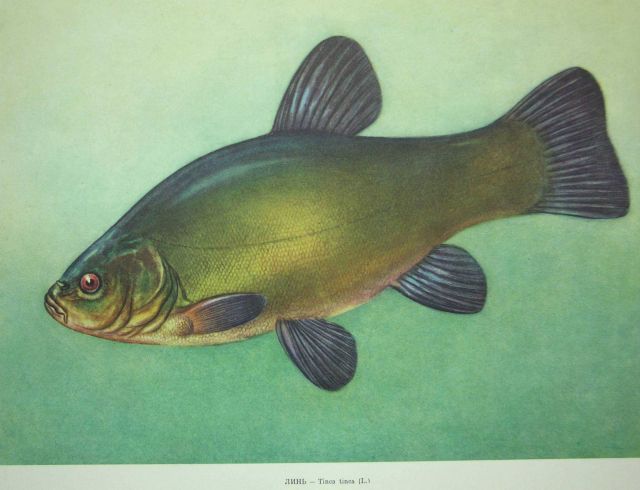 Plate 107 Picture
