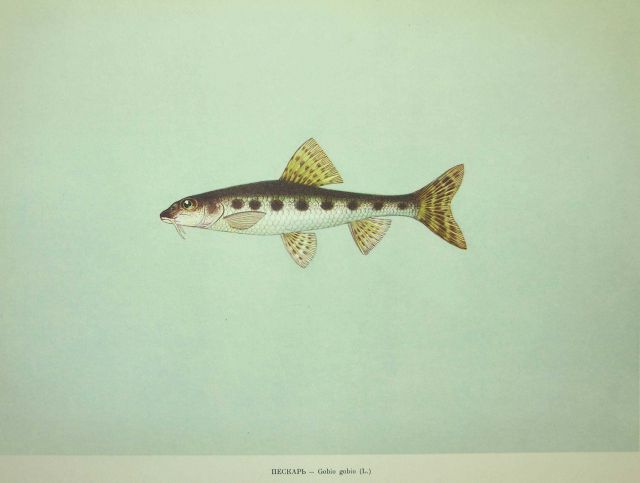 Plate 109 Picture