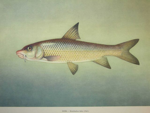 Plate 115 Picture