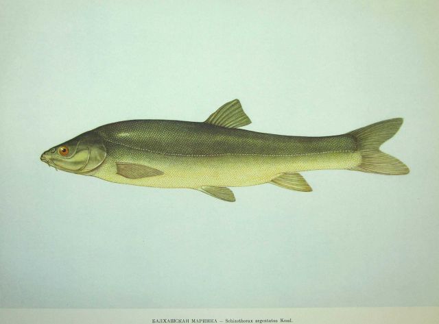 Plate 117 Picture