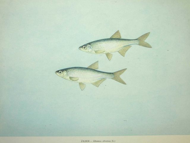 Plate 121 Picture