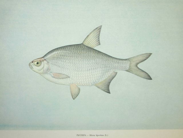 Plate 122 Picture