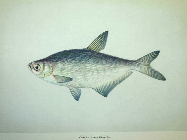 Plate 125 Picture