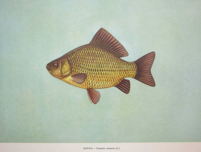 Plate 134 Picture