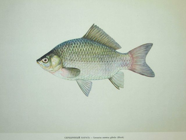 Plate 135 Picture